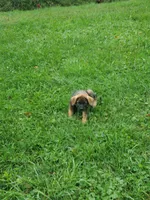 Sable , a female Beagle and Golden Retriever for sale in Newcomerstown, OH – 3 of 3
