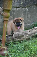 Quest, a female Beagle and Golden Retriever for sale in Newcomerstown, OH – 2 of 2