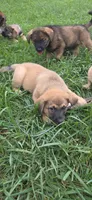 Butch , a male Beagle and Golden Retriever for sale in Newcomerstown, OH – 2 of 3