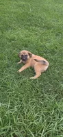 Butch , a male Beagle and Golden Retriever for sale in Newcomerstown, OH – 3 of 3
