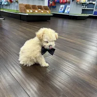 Chandler, a male Bichon Frise and Poodle - Toy  for sale in Pembroke Pines, FL – Photo 3 of 4