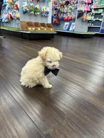 Chandler, a male Bichon Frise and Poodle - Toy  for sale in Pembroke Pines, FL – Photo 3 of 4