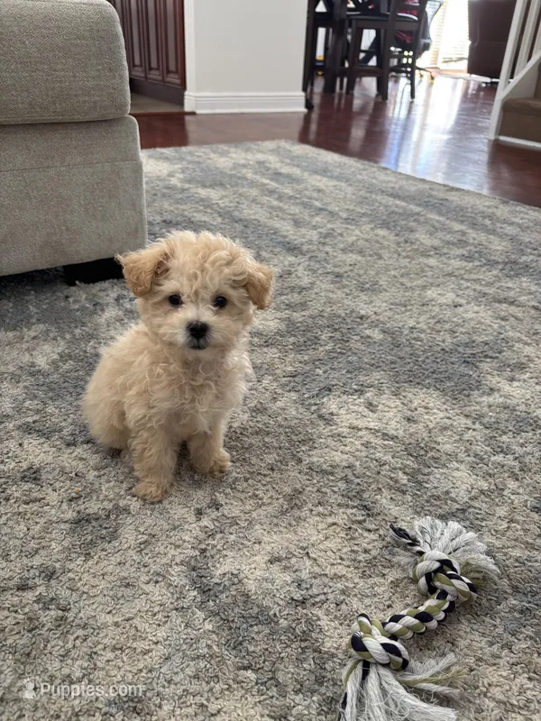 Chandler – Bichon Frise, Poodle - Toy  puppy for sale in Pembroke Pines, FL