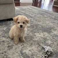 Chandler, a male Bichon Frise and Poodle - Toy  for sale in Pembroke Pines, FL – Photo 4 of 4