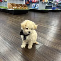 Chandler, a male Bichon Frise and Poodle - Toy  for sale in Pembroke Pines, FL – Photo 2 of 4