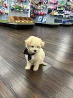 Chandler, a male Bichon Frise and Poodle - Toy  for sale in Pembroke Pines, FL – Photo 2 of 4
