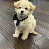 Chandler, a male Bichon Frise and Poodle - Toy  for sale in Pembroke Pines, FL – Photo 1 of 4