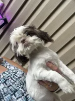 Rover , a male Shih Tzu for sale in Mc Leansville, NC – 2 of 3