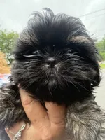 Bubbles, a female Shih Tzu for sale in Mc Leansville, NC – 2 of 3