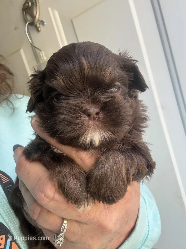 Tj – Shih Tzu puppy for sale in Mc Leansville, NC