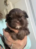 Tj, a male Shih Tzu for sale in Mc Leansville, NC – 1 of 1