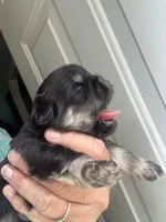 Marge , a female Shih Tzu for sale in Mc Leansville, NC – 4 of 5