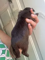 Joleen, a female Shih Tzu for sale in Mc Leansville, NC – Photo 5 of 8