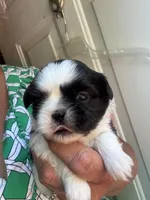 Joleen, a female Shih Tzu for sale in Mc Leansville, NC – Photo 7 of 8