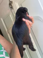 Joleen, a female Shih Tzu for sale in Mc Leansville, NC – Photo 2 of 8