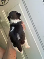 Joleen, a female Shih Tzu for sale in Mc Leansville, NC – Photo 6 of 8