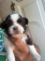 Joleen, a female Shih Tzu for sale in Mc Leansville, NC – Photo 4 of 8