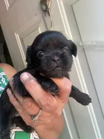 Joleen, a female Shih Tzu for sale in Mc Leansville, NC – Photo 1 of 8