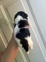 Joleen, a female Shih Tzu for sale in Mc Leansville, NC – Photo 8 of 8