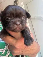 Joleen, a female Shih Tzu for sale in Mc Leansville, NC – Photo 3 of 8