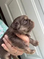 Simpson, a male Shih Tzu for sale in Mc Leansville, NC – 5 of 5