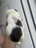 Patches, a male Shih Tzu for sale in Mc Leansville, NC – Photo 2 of 2