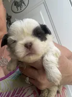 Patches, a male Shih Tzu for sale in Mc Leansville, NC – Photo 1 of 2