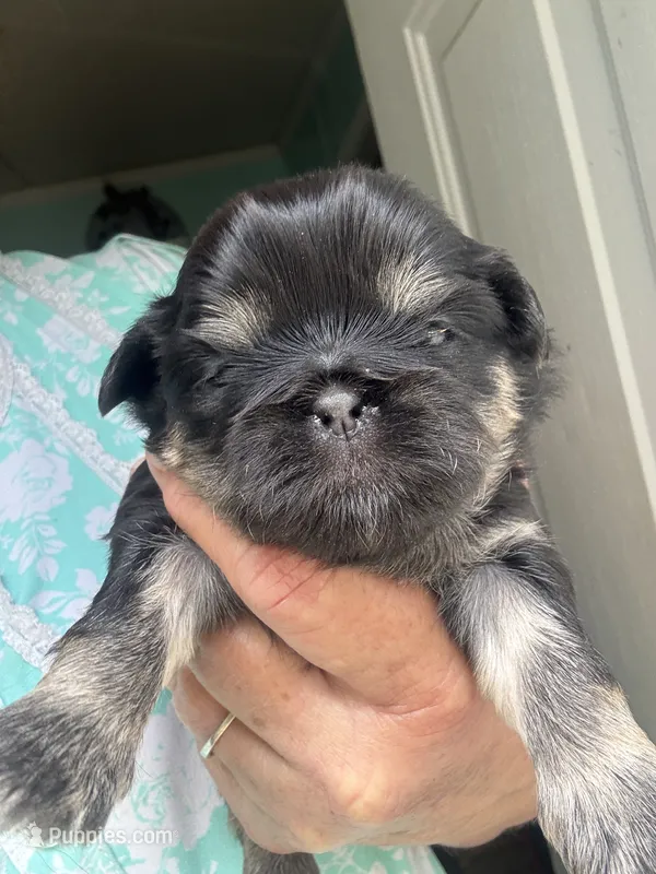 Marge  – Shih Tzu puppy for sale in Mc Leansville, NC
