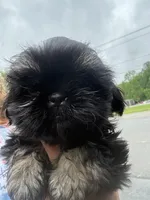 Bubbles, a female Shih Tzu for sale in Mc Leansville, NC – 1 of 3