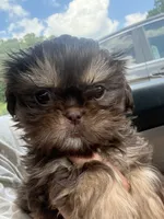 Juju babies, a male Shih Tzu for sale in Mc Leansville, NC – 2 of 5