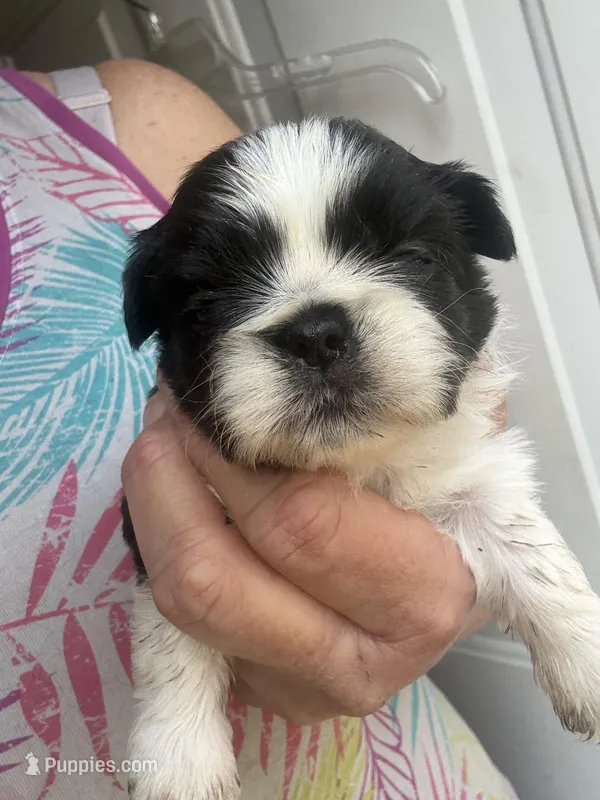 Fefe, a female Shih Tzu for sale in Mc Leansville, NC – Photo 1 of 1