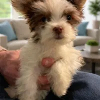 Parti boy, a male Yorkshire Terrier for sale in Mc Leansville, NC – Photo 7 of 7