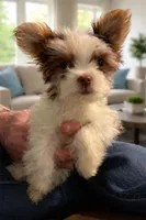 Parti boy, a male Yorkshire Terrier for sale in Mc Leansville, NC – Photo 7 of 7