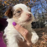 Parti boy, a male Yorkshire Terrier for sale in Mc Leansville, NC – Photo 2 of 7