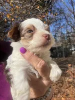 Parti boy, a male Yorkshire Terrier for sale in Mc Leansville, NC – Photo 2 of 7