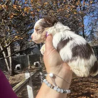 Parti boy, a male Yorkshire Terrier for sale in Mc Leansville, NC – Photo 5 of 7