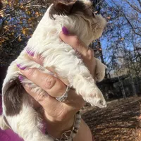 Parti boy, a male Yorkshire Terrier for sale in Mc Leansville, NC – Photo 3 of 7