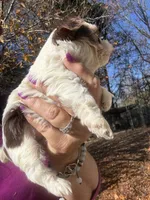 Parti boy, a male Yorkshire Terrier for sale in Mc Leansville, NC – Photo 3 of 7