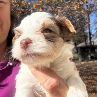 Parti boy, a male Yorkshire Terrier for sale in Mc Leansville, NC – Photo 1 of 7