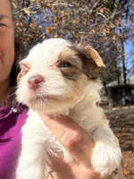 Parti boy, a male Yorkshire Terrier for sale in Mc Leansville, NC – Photo 1 of 7