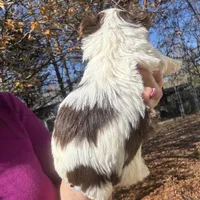 Parti boy, a male Yorkshire Terrier for sale in Mc Leansville, NC – Photo 4 of 7