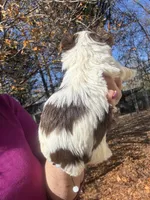 Parti boy, a male Yorkshire Terrier for sale in Mc Leansville, NC – Photo 4 of 7