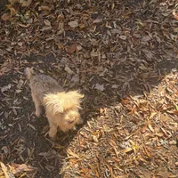 Parti boy, a male Yorkshire Terrier for sale in Mc Leansville, NC – Photo 6 of 7