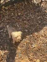 Parti boy, a male Yorkshire Terrier for sale in Mc Leansville, NC – Photo 6 of 7