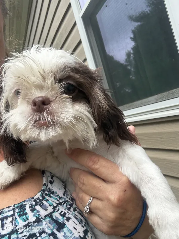 Rover  – Shih Tzu puppy for sale in Mc Leansville, NC