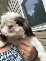 Rover , a male Shih Tzu for sale in Mc Leansville, NC – 1 of 3