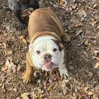 Butter, a female English Bulldog for sale in Mc Leansville, NC – Photo 3 of 3