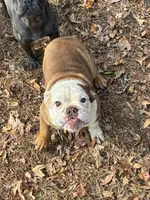 Butter, a female English Bulldog for sale in Mc Leansville, NC – Photo 3 of 3