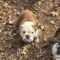Butter, a female English Bulldog for sale in Mc Leansville, NC – Photo 1 of 3