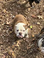 Butter, a female English Bulldog for sale in Mc Leansville, NC – Photo 1 of 3